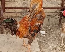 Satlr qiymət 45 manat