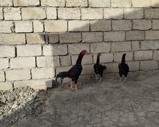 Heyratı xoruz