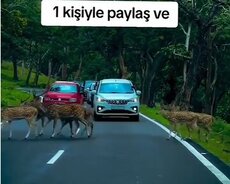Sürücü komekçisi işi axtaram