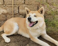 Akita inu