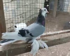 Erkek quşdu oynaqdi 60 manat