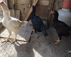 Heyratı fərəleri