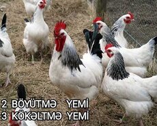 Proteinli yem