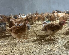 Lider 55 Ətlik sort çolpalar ideal