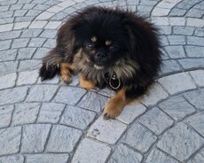Pekines satılır