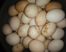 Mayalı həyət yumurtası