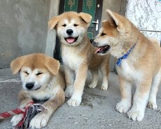 Akita Inu balaları