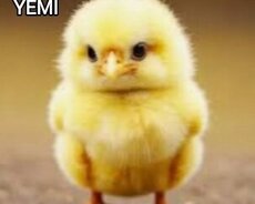 Yüksək proteini yem