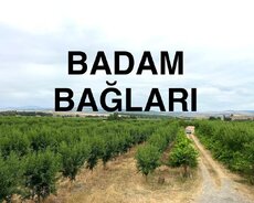 Badam Baglari 8 Hektar Şabran rayonu