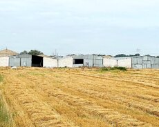 Xaçmaz Ferma Satilir