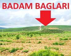 Badam Bağları satılır, kupçalı 20 hektarda