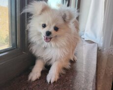 pomeranian spitz 6aylıqdı. Dişidi