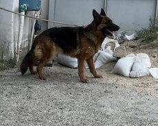 Alman ovçarkasi