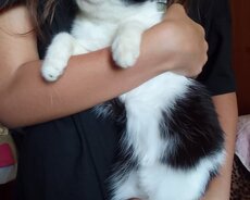 Кошка, 3 года, приученна к песку