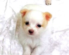 pomeranian şpits 199₼ erkək