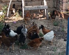 3, 5 aylıq cücələr tam təbii, sağlam həm damazlıq həm kəsimli