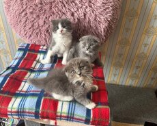 Щенки шотландского терьера мужского пола