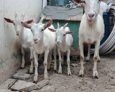 Keçi satilir