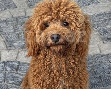 Red brownPudel