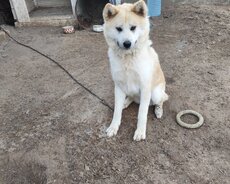 Akita cins it