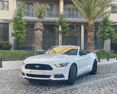 Depozitsiz günlük mustang