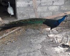 Tovuz quşu