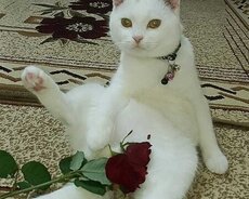 Erkək şinşilla
