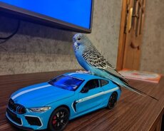 3 aylıq erkək Çex papuqayı satılır