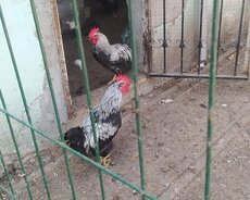 Saqlam 5 aylıq xoruzlar