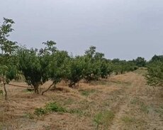 Земельный участок в селе Гараджели, Хачмазского района, района