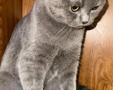 Scottish fold