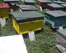 Чистый горный мед – из цветов Губы