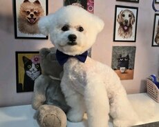 Ev heyvanı bichon frise
