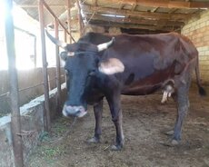 Yaninda balasi və 4 ayliq suni mayalanma boqazdr