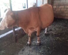 10 gune dogacaq sudluk damazliq cins maldr