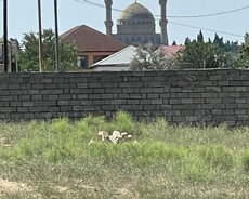 Nardaran qəs və Bilgəh arasında