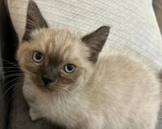 Тайские котята