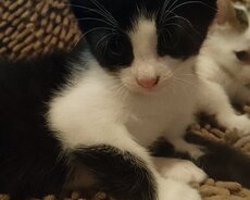 Котенок 2 месяца, ищет новый дом, бесплатно