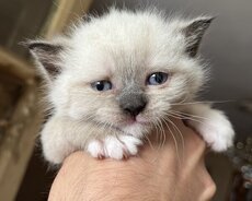 Şinşilla pişik balaları satılır, 1erkek 3 dişi