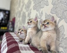 Продаются щенки британской шиншиллы голубо-золотистого окраса