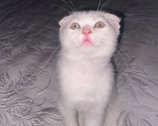 Şotland bala satilir