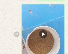 Yonca toxumu satılır