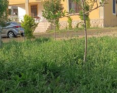 Xızıda bah evi qunluk kirayə u