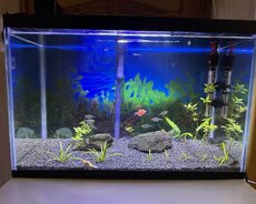 Akvarium və balıqlar