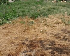 Sumqayıt Xəzər bagları
