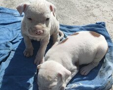 American pitbul terrier