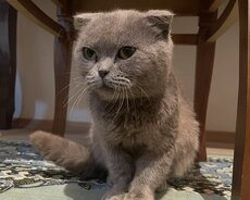 Şotland pişik Pupg hesabıyla barter olunur