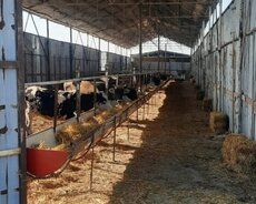 Ferma satılır Xaçmaz r