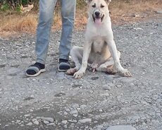Dağıstanski Volkadav