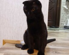 Cütləşdirmək üçün